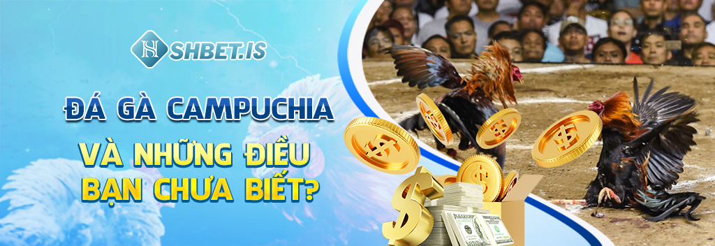 Đá Gà Campuchia - Sân Chơi Cá Cược Kịch Tính Số 1 SHBET 1 Đá gà Campuchia và những điều bạn chưa biết?