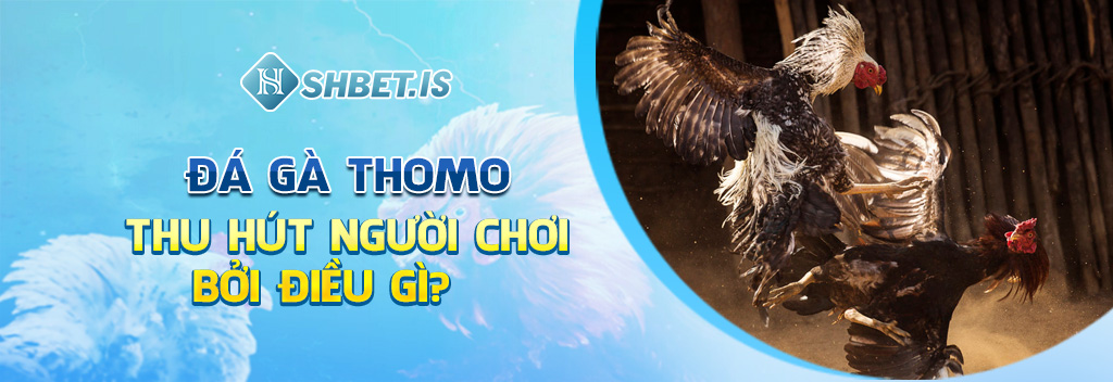 Khám Phá Chi Tiết Về Đá Gà Thomo - Đẳng Cấp Số 1 Hiện Nay 3 Đá gà Thomo thu hút người chơi bởi điều gì?