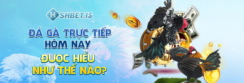 Xem Đá Gà Trực Tiếp Hôm Nay - 4 Kiểu Nên Tham Gia Đặt Cược 1 Đá gà trực tiếp hôm nay được hiểu như thế nào?