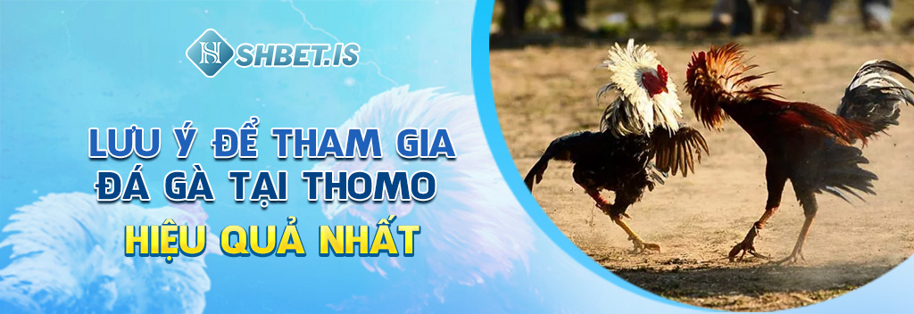Khám Phá Chi Tiết Về Đá Gà Thomo - Đẳng Cấp Số 1 Hiện Nay 4 Lưu ý để tham gia đá gà tại Thomo hiệu quả nhất