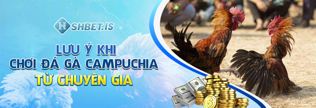 Đá Gà Campuchia - Sân Chơi Cá Cược Kịch Tính Số 1 SHBET 4 Lưu ý khi chơi đá gà Campuchia từ chuyên gia