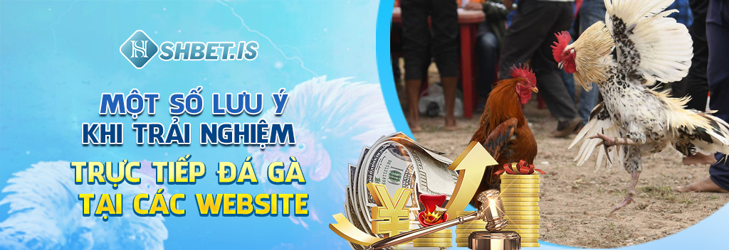 Trực Tiếp Đá Gà Và Quy Trình 4 Bước Đặt Cược Tại Các Trang Web 5 Một số lưu ý khi trải nghiệm trực tiếp đá gà tại các website