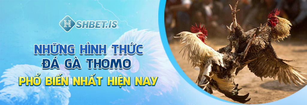 Khám Phá Chi Tiết Về Đá Gà Thomo - Đẳng Cấp Số 1 Hiện Nay 2 Những hình thức đá gà Thomo phổ biến nhất hiện nay
