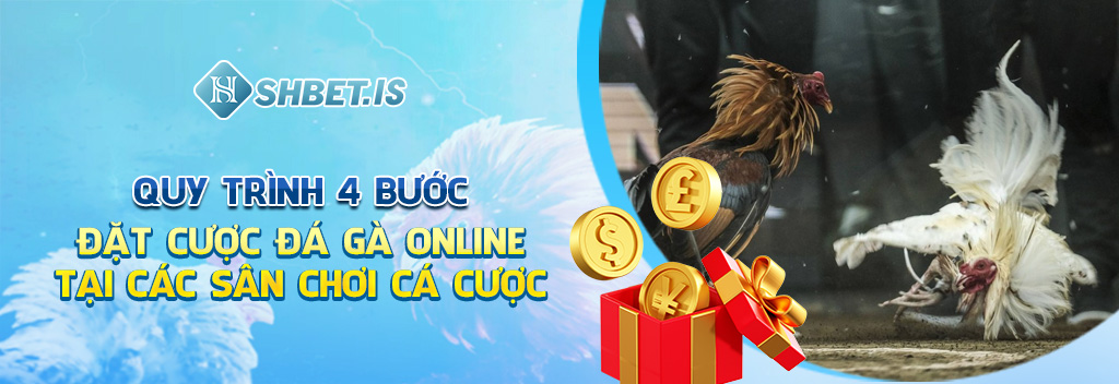 Trực Tiếp Đá Gà Và Quy Trình 4 Bước Đặt Cược Tại Các Trang Web 2 Quy trình 4 bước đặt cược đá gà online tại các sân chơi cá cược
