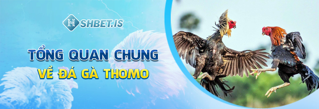 Khám Phá Chi Tiết Về Đá Gà Thomo - Đẳng Cấp Số 1 Hiện Nay 1 Tổng quan chung về đá gà Thomo