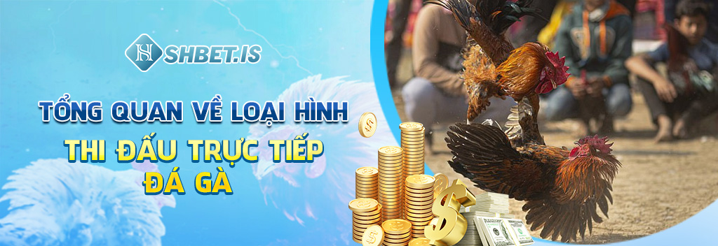Trực Tiếp Đá Gà Và Quy Trình 4 Bước Đặt Cược Tại Các Trang Web 1 Tổng quan về loại hình thi đấu trực tiếp đá gà