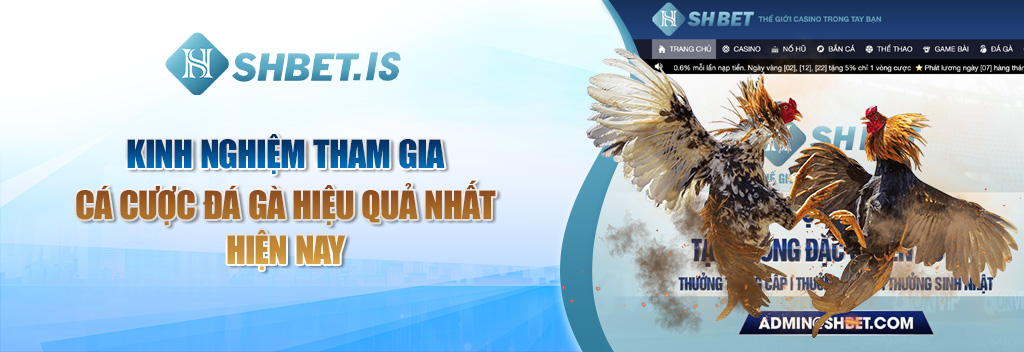 Vua Đá Gà 2023 - Những Chiến Kê Đắt Giá Nhất Trong Lịch Sử 3 Kinh nghiệm tham gia cá cược đá gà hiệu quả nhất hiện nay