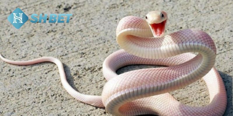 Nằm Mơ Thấy Rắn mang điềm gì và đánh con số nào? 2 Nằm Mơ Thấy Rắn đưa đến điềm lành hay điềm dữ